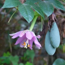 Passiflore banane - Fleurs exotiques et fruits maison