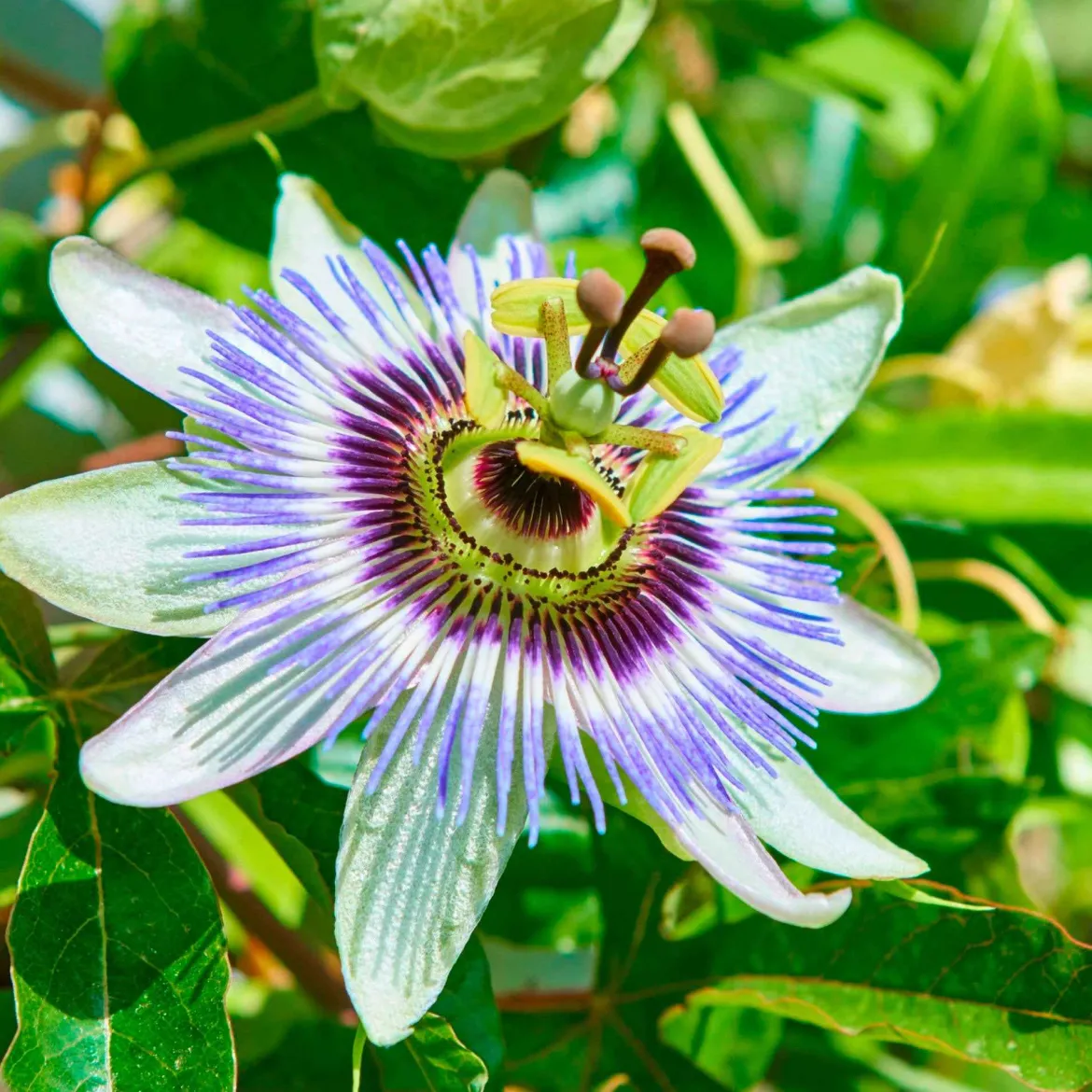 Passiflore bleue - Le mur fleuri en un été