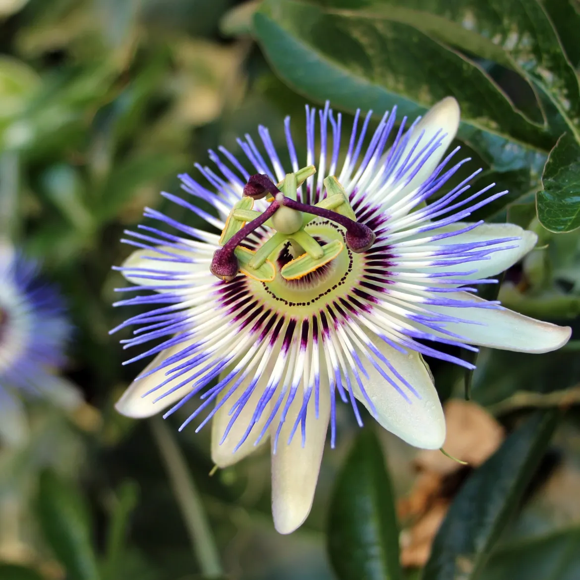 Passiflore bleue - Le mur fleuri en un été