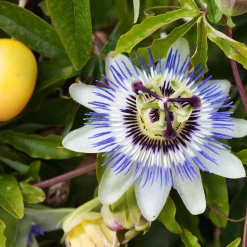 Passiflore bleue - Le mur fleuri en un été