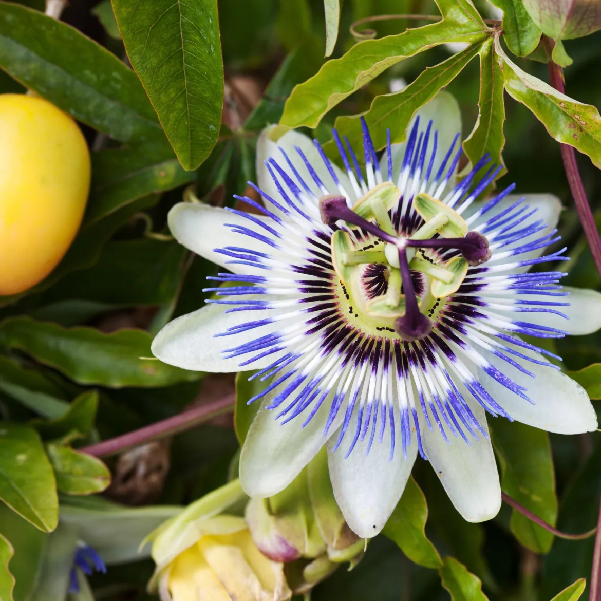 Passiflore bleue - Le mur fleuri en un été