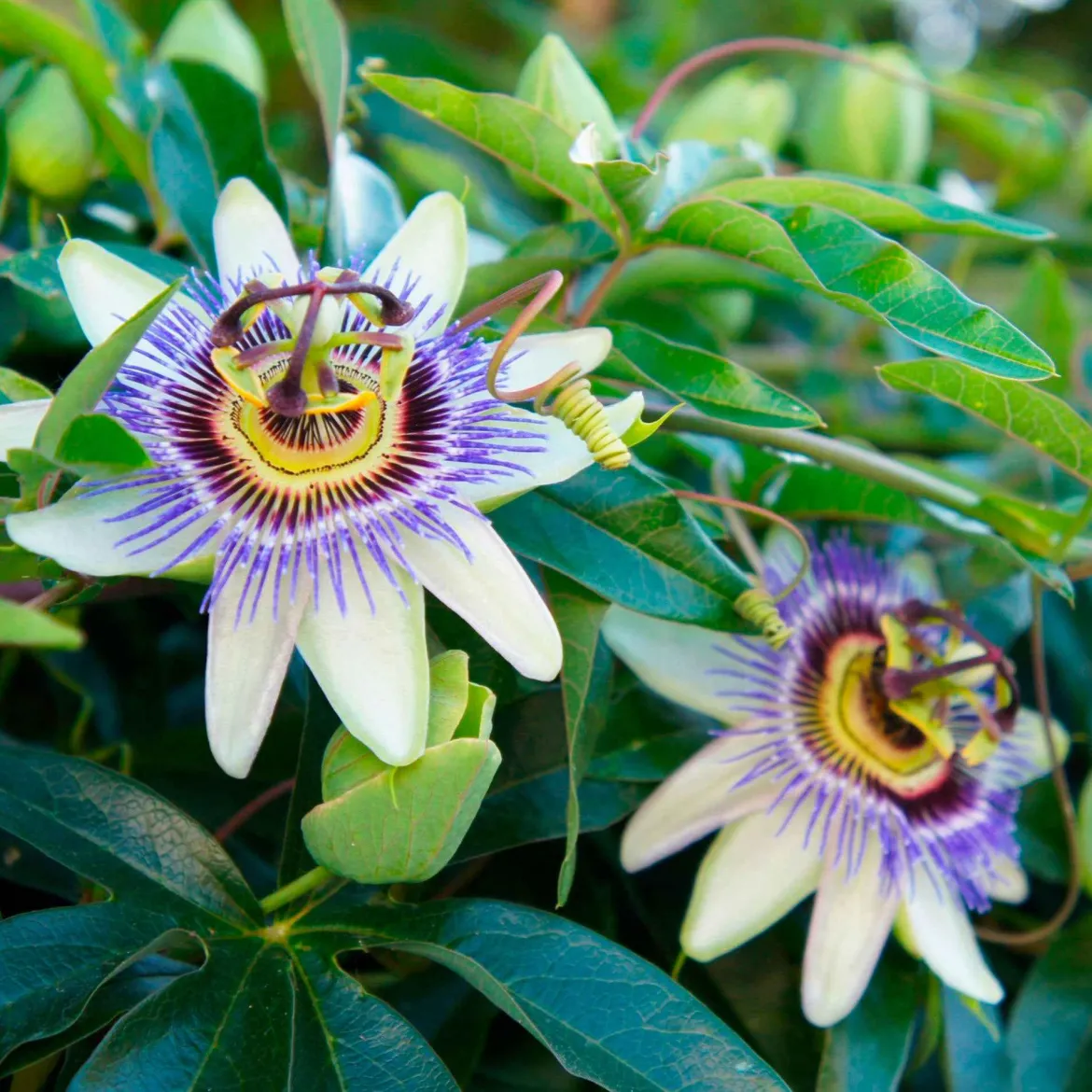 Passiflore bleue - Le mur fleuri en un été