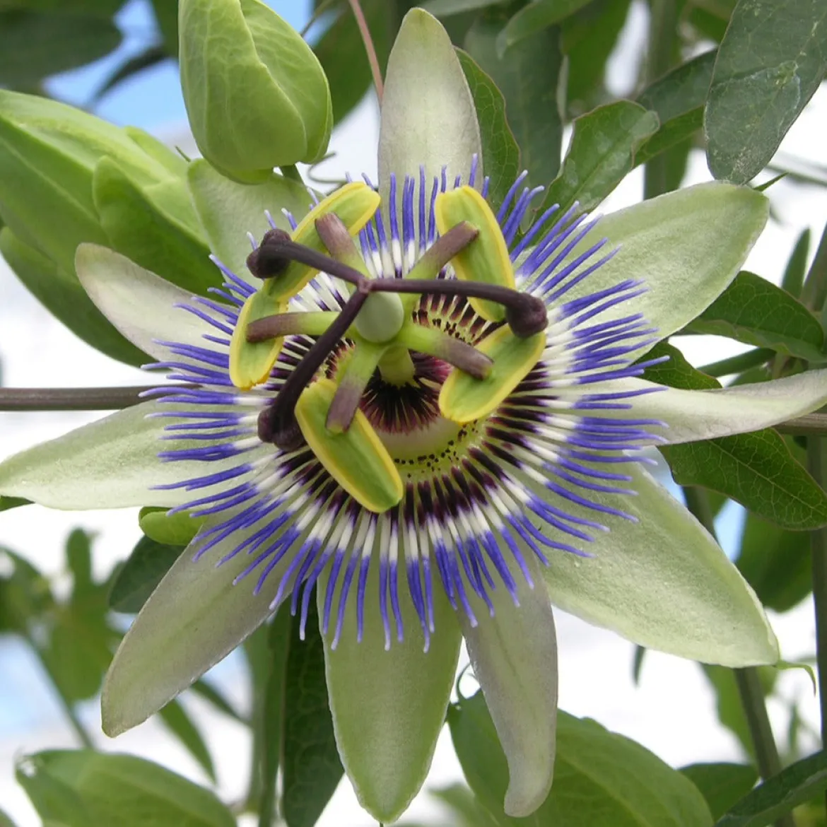 Passiflore bleue - Le mur fleuri en un été