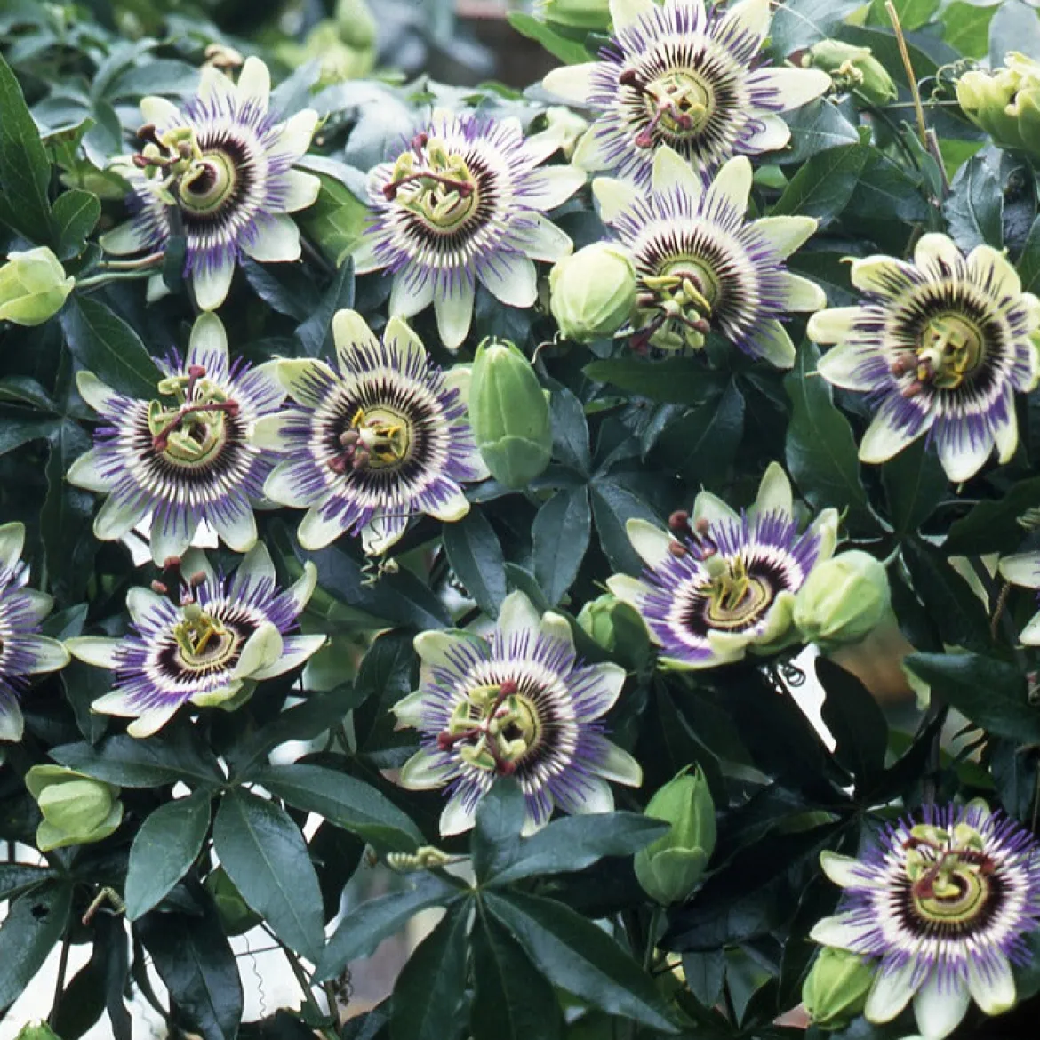 Passiflore bleue - Le mur fleuri en un été