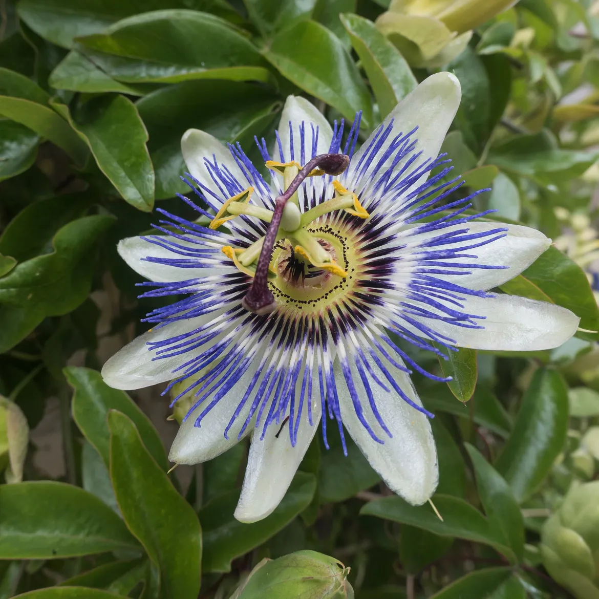 Passiflore bleue - Le mur fleuri en un été