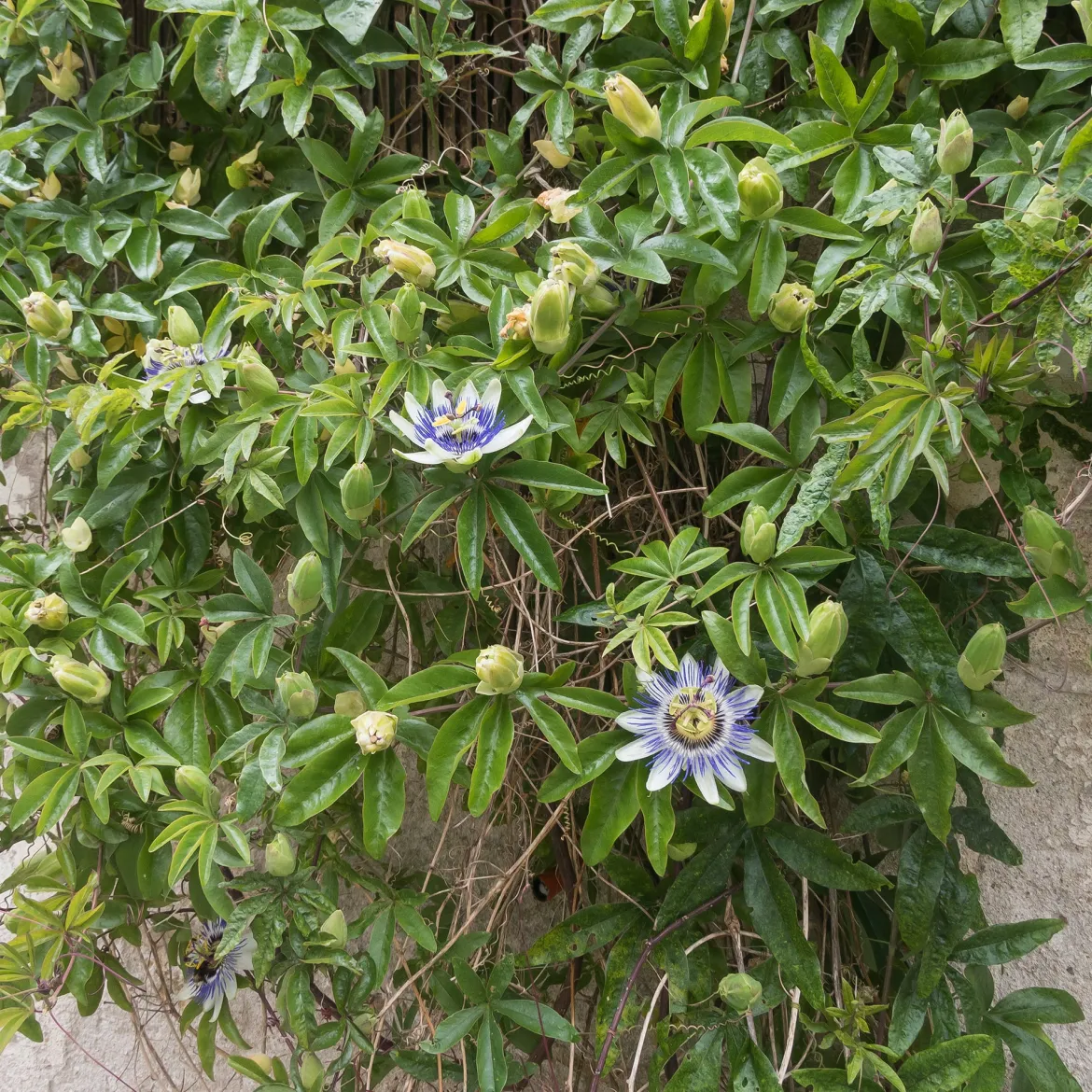 Passiflore bleue - Le mur fleuri en un été
