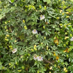 Passiflore bleue - Le mur fleuri en un été