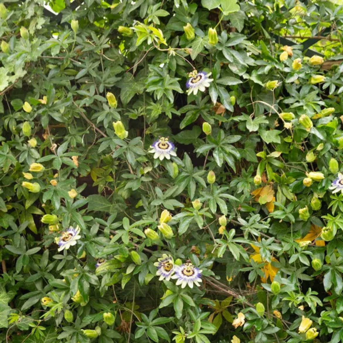 Passiflore bleue - Le mur fleuri en un été
