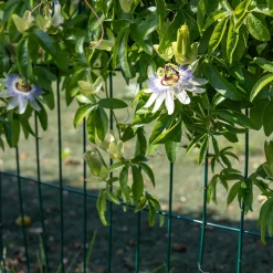 Passiflore bleue - Le mur fleuri en un été