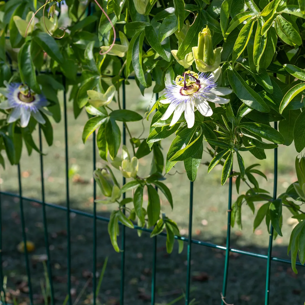 Passiflore bleue - Le mur fleuri en un été