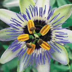 Passiflore Clear Sky - Une jungle fleurie express