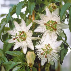 Passiflore 'Constance Elliot' - Fleurs blanches tout l'été
