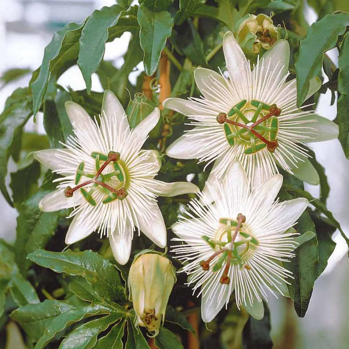 Passiflore 'Constance Elliot' - Fleurs blanches tout l'été