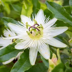 Passiflore 'Constance Elliot' - Fleurs blanches tout l'été