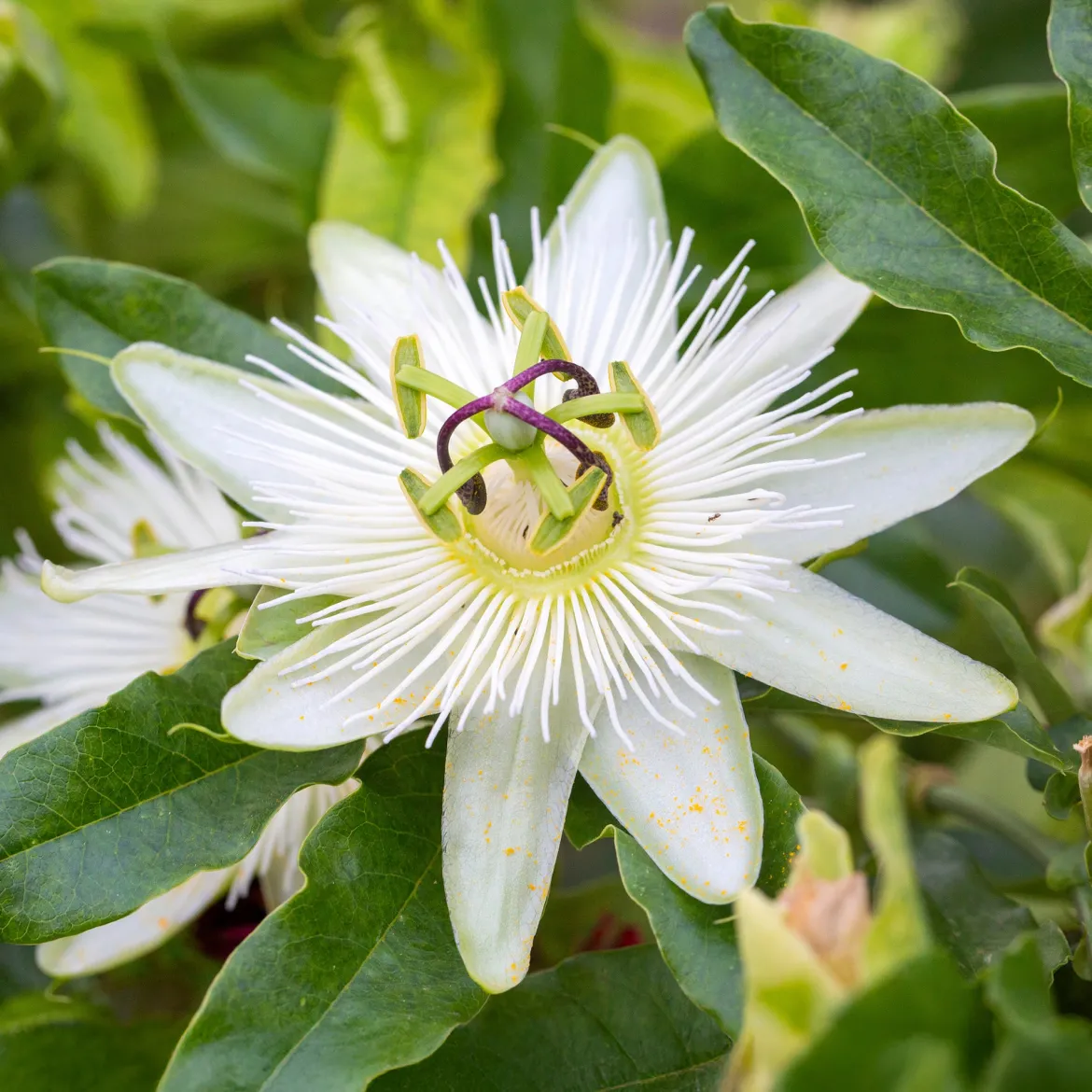 Passiflore 'Constance Elliot' - Fleurs blanches tout l'été
