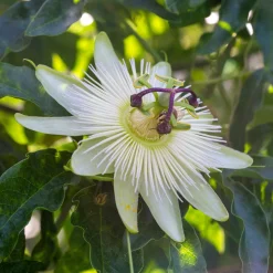 Passiflore 'Constance Elliot' - Fleurs blanches tout l'été
