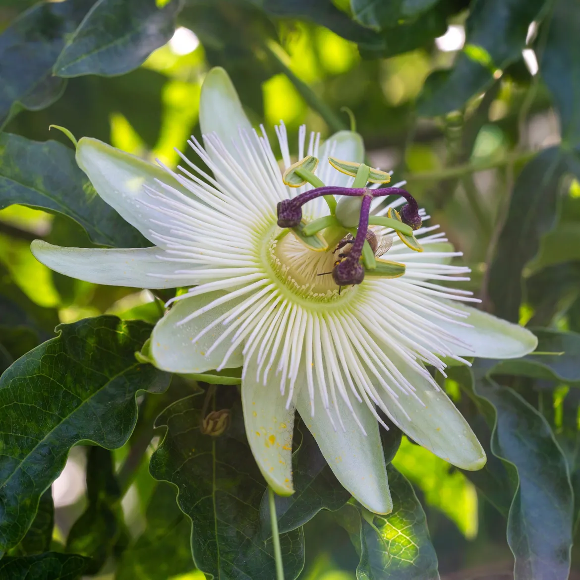 Passiflore 'Constance Elliot' - Fleurs blanches tout l'été