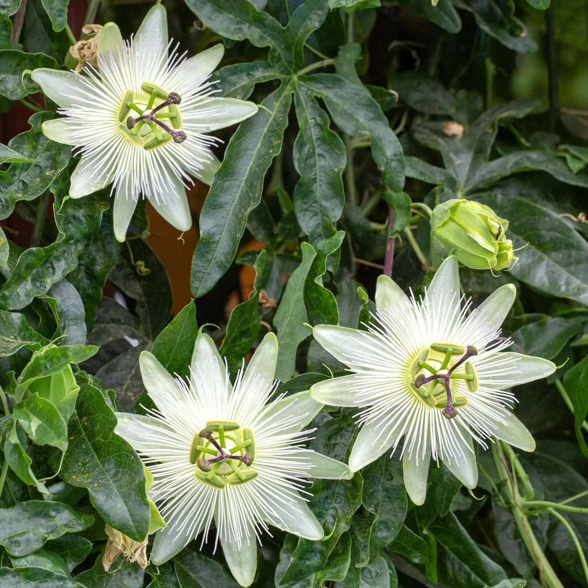 Passiflore 'Constance Elliot' - Fleurs blanches tout l'été