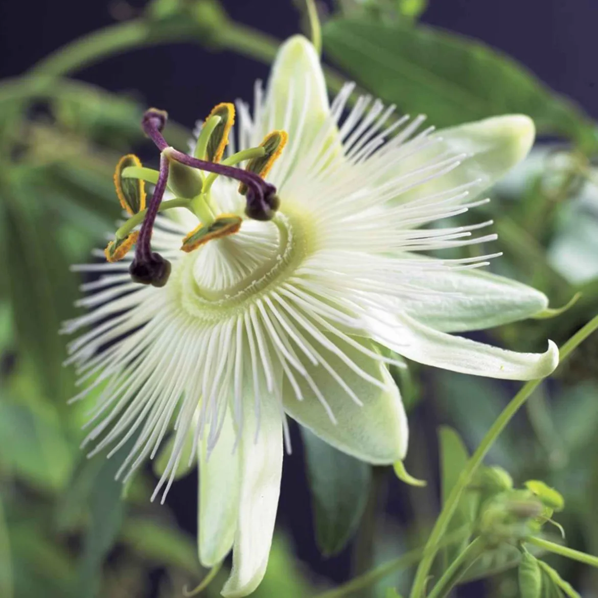 Passiflore 'Constance Elliot' - Fleurs blanches tout l'été