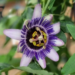 Passiflore Damsel's Delight® - Un mur de fleurs exotiques