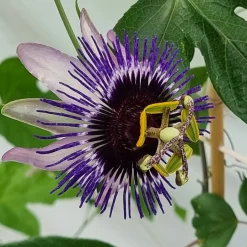 Passiflore Damsel's Delight® - Un mur de fleurs exotiques