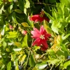Passiflore exoniensis - Un mur de fleurs rouges