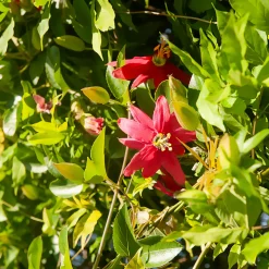 Passiflore exoniensis - Un mur de fleurs rouges