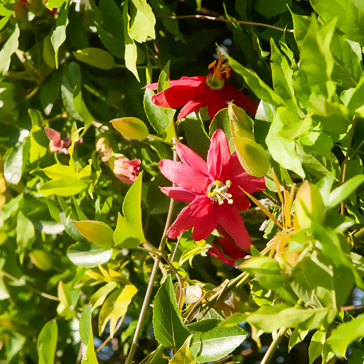 Passiflore exoniensis - Un mur de fleurs rouges