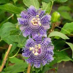 Passiflore Fata Confetto - L'exotisme qui grimpe vite