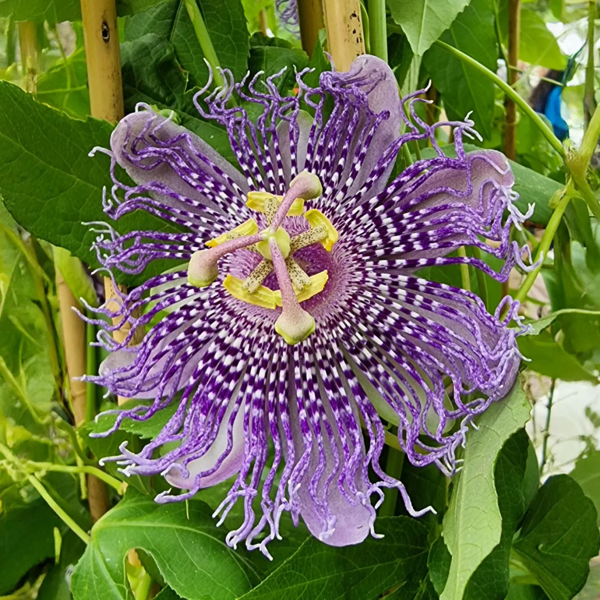 Passiflore Fata Confetto - L'exotisme qui grimpe vite
