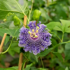 Passiflore Fata Confetto - L'exotisme qui grimpe vite