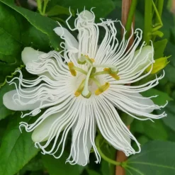 Passiflore à fruits Cooltropics® Snowstar - Fruits exotiques au jardin