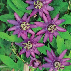 Passiflore Lavender lady - Un mur fleuri tout l'été