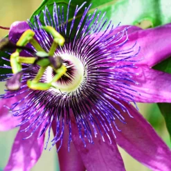 Passiflore Lavender lady - Un mur fleuri tout l'été