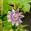 Passiflore officinale - La grimpante qui apaise