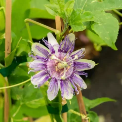 Passiflore officinale - La grimpante qui apaise