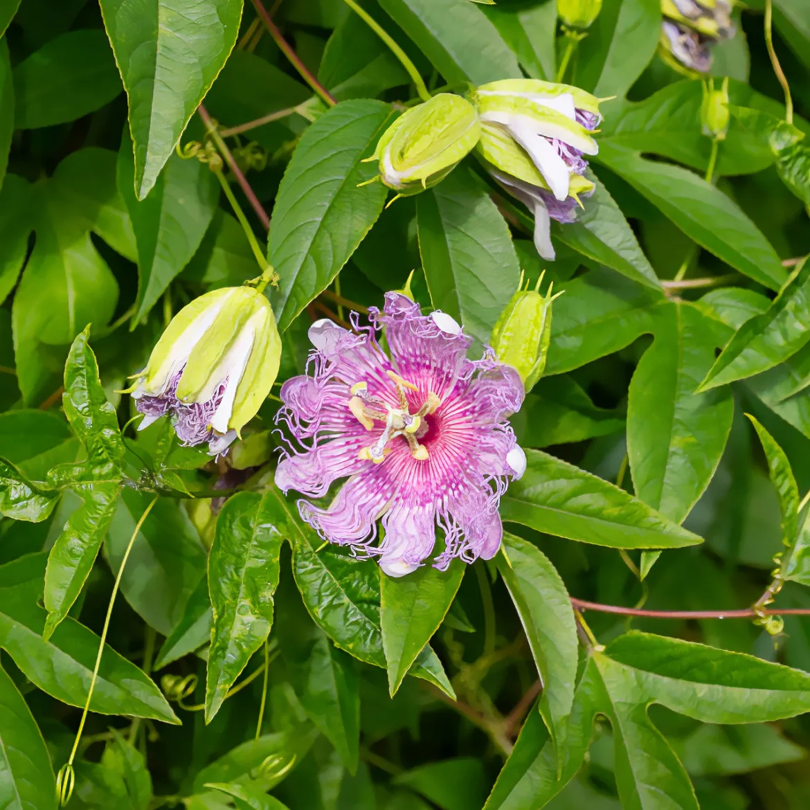 Passiflore officinale - La grimpante qui apaise