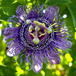 Passiflore officinale - La grimpante qui apaise