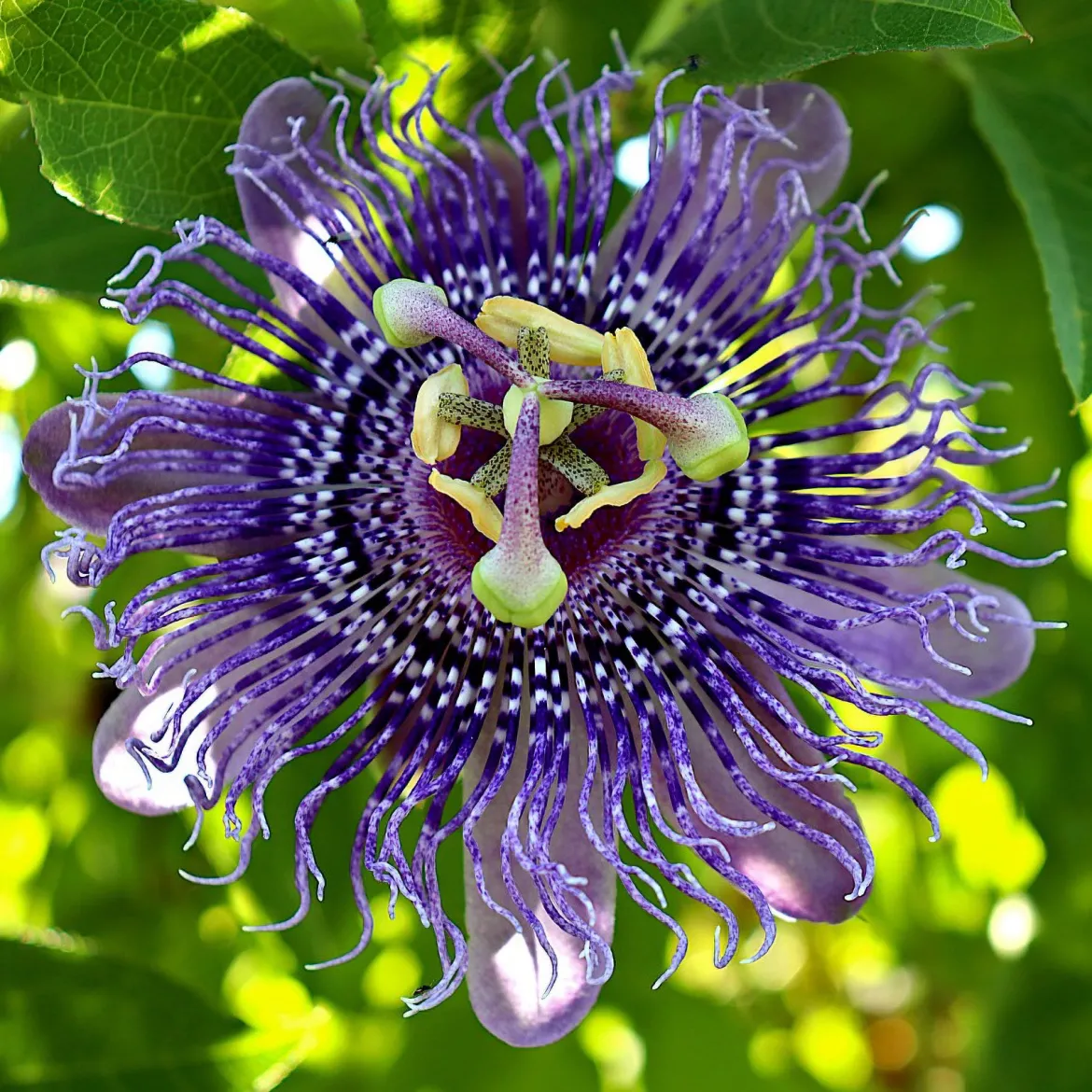 Passiflore officinale - La grimpante qui apaise