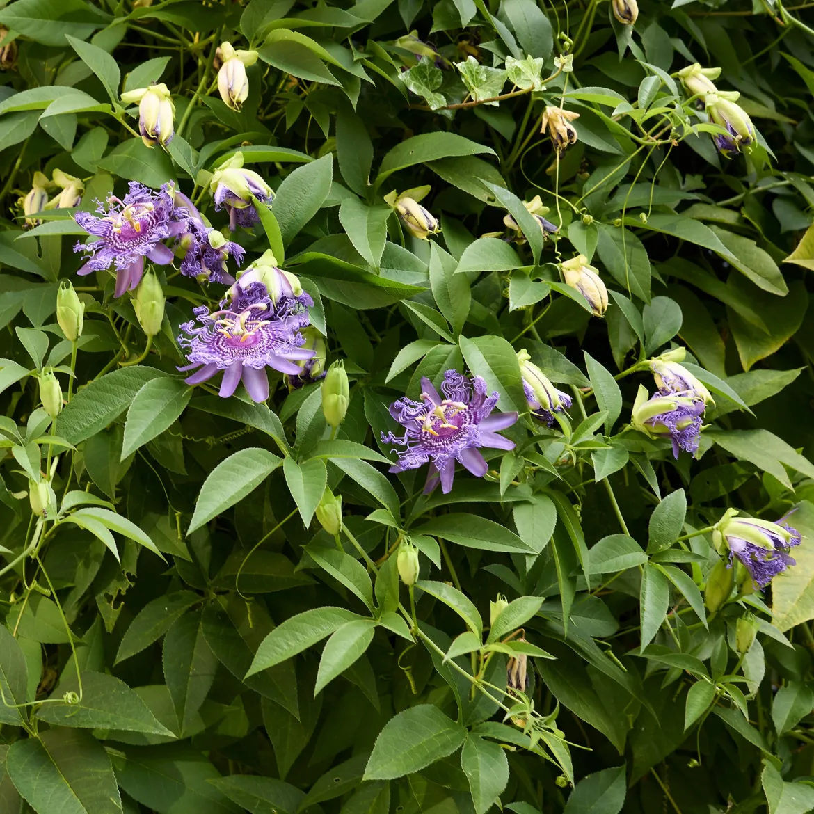 Passiflore officinale - La grimpante qui apaise