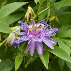 Passiflore officinale - La grimpante qui apaise