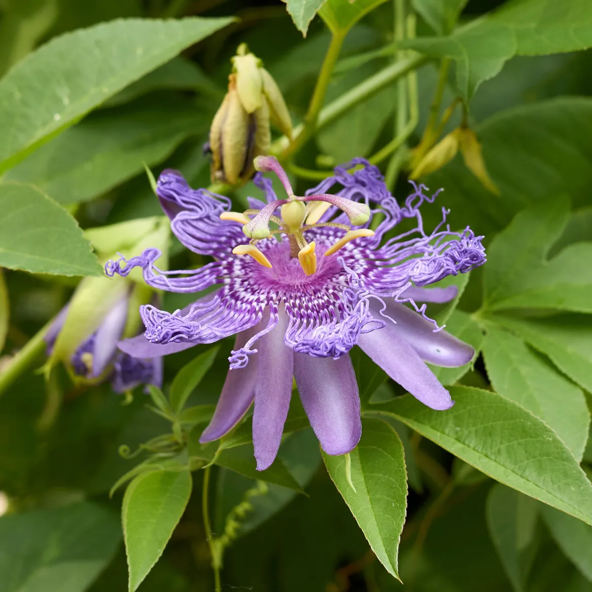 Passiflore officinale - La grimpante qui apaise