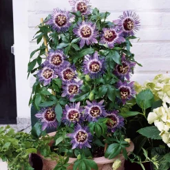 Passiflore 'Purple rain' - Des fleurs violettes tout l'été