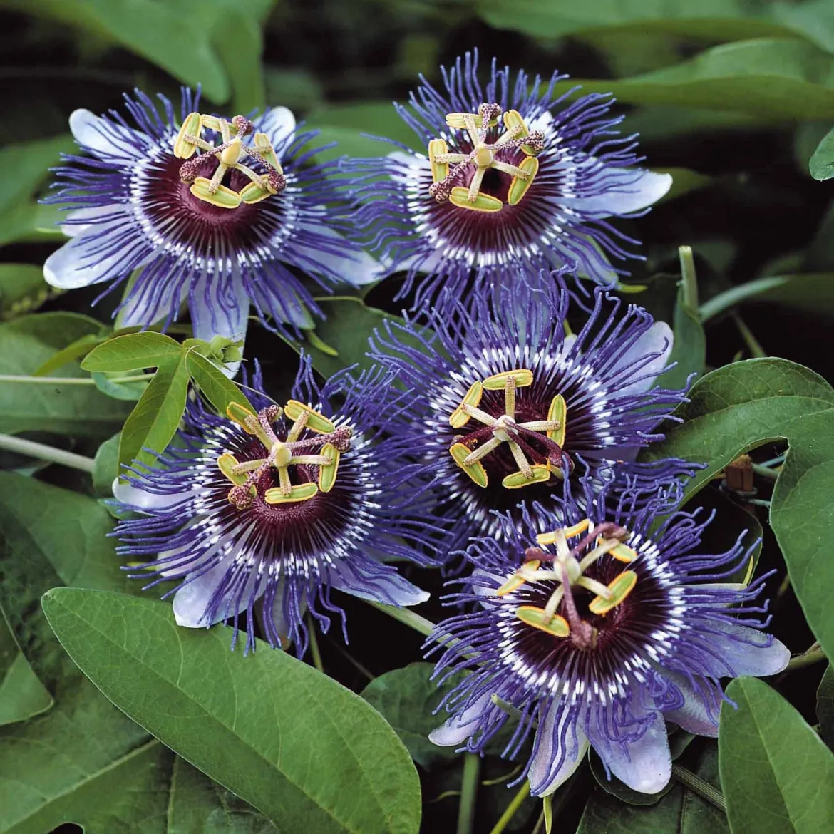 Passiflore 'Purple rain' - Des fleurs violettes tout l'été