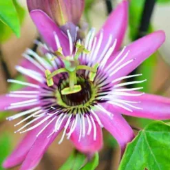 Passiflore Victoria - Un mur fleuri en un été