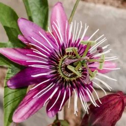 Passiflore Victoria - Un mur fleuri en un été