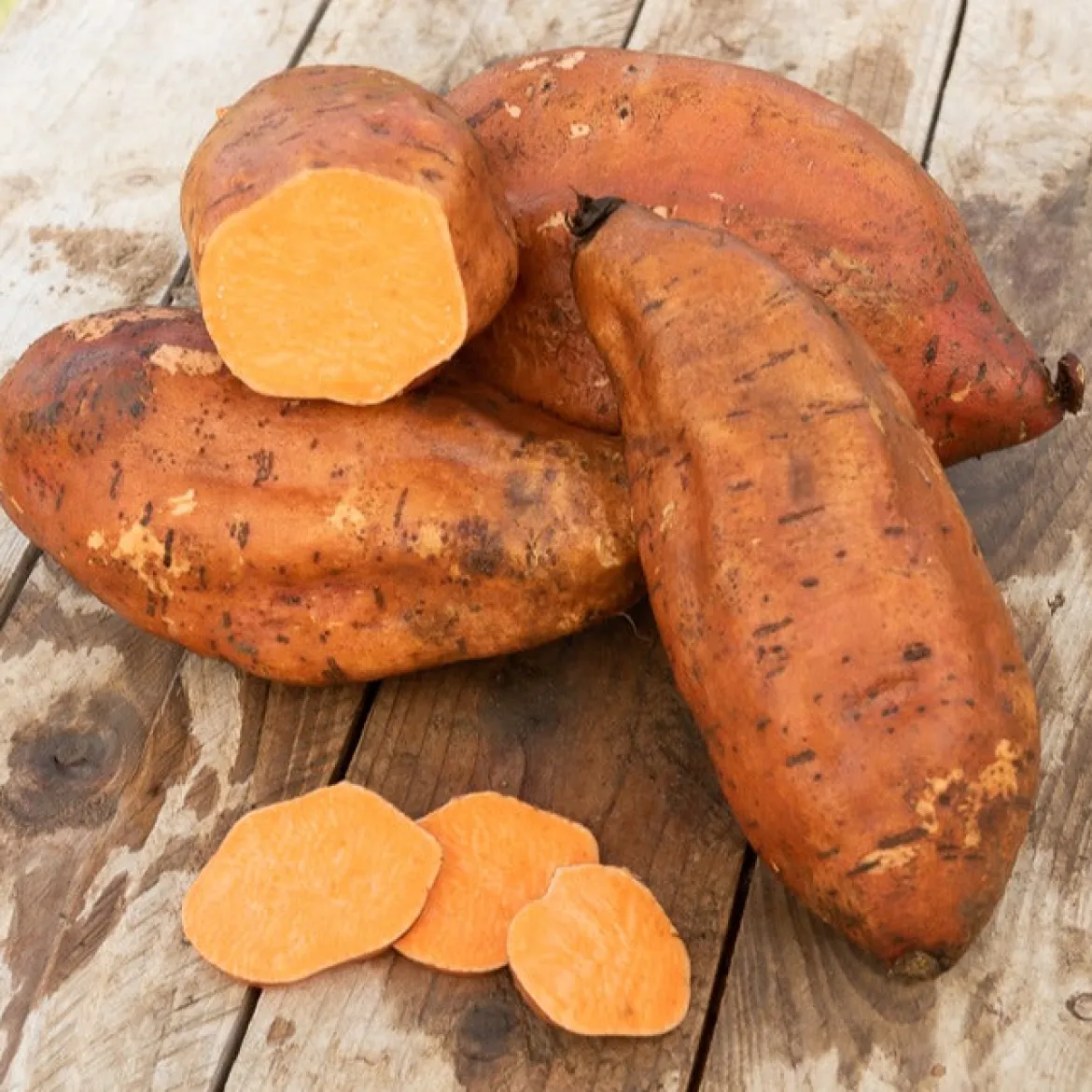 Patate douce - Récolte sucrée et facile