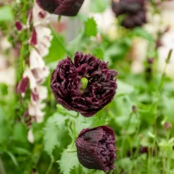 Pavot annuel Black Peony - Des pompons noirs spectaculaires