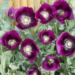Pavot annuel Lauren's Grape - Le violet le plus profond du jardin
