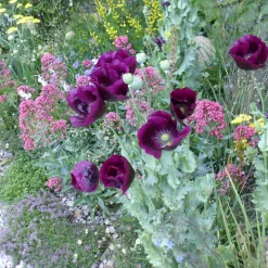Pavot annuel Lauren's Grape - Le violet le plus profond du jardin